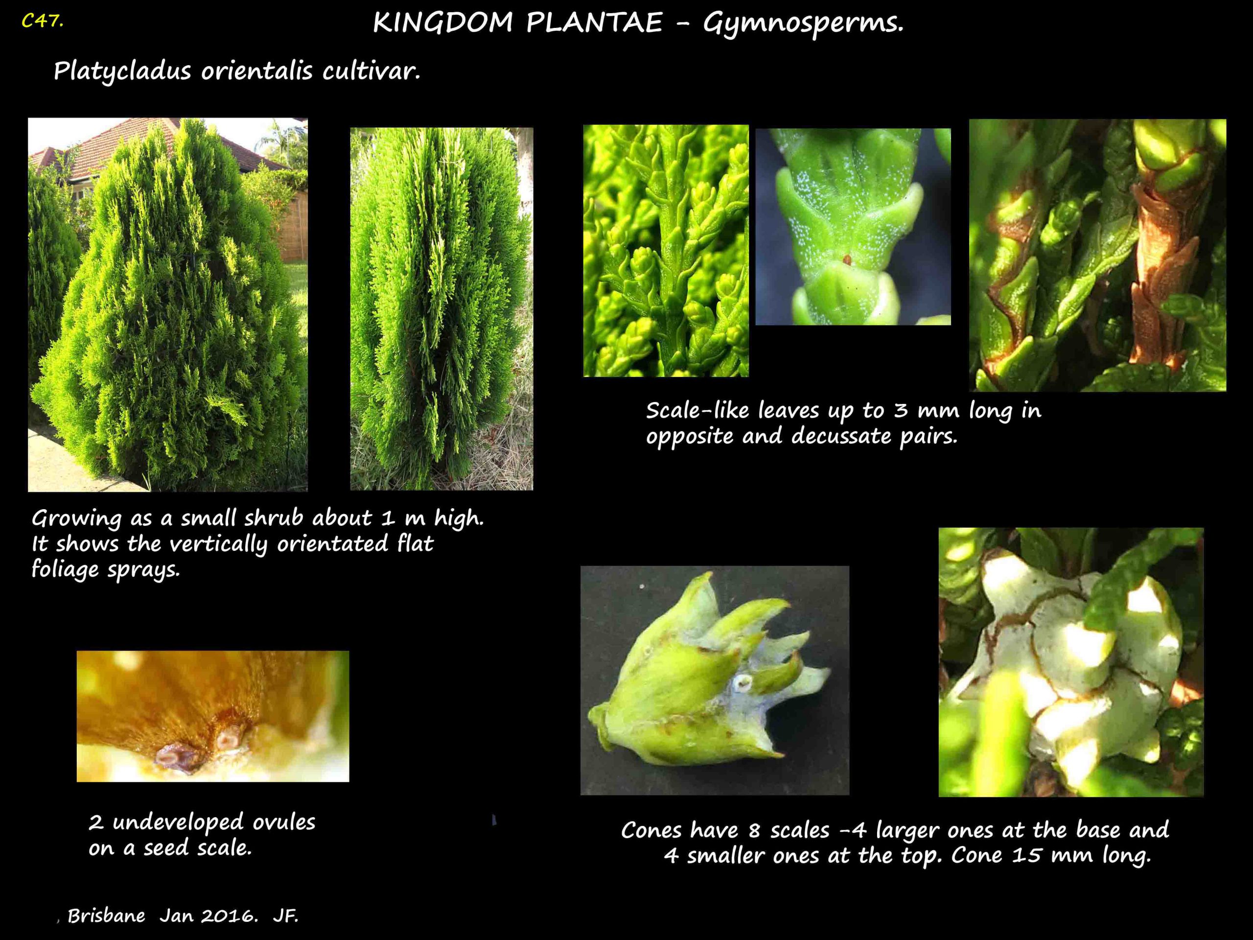 7 Platycladus orientalis cultivar